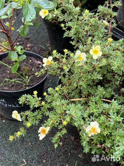 Саженцы голубики, клюквы, брусники, жимолости