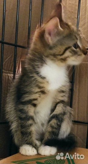 Две красивенные мелочушки 1,5 мес