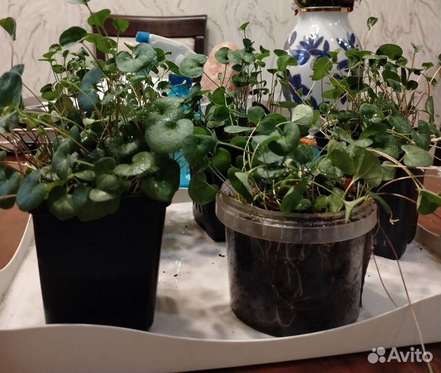 Дихондра изумрудная(зелёная)