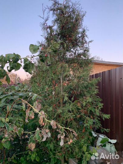 Туи западные 3 - 3,2м