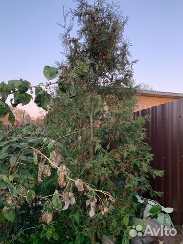 Туи западные 3 - 3,2м