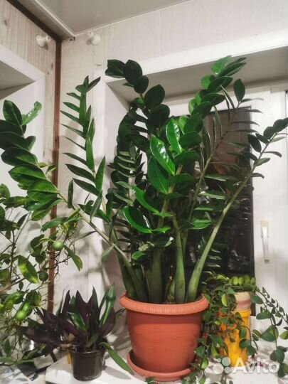 Замиокулькас