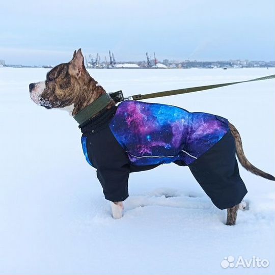 Пошив одежды для собак