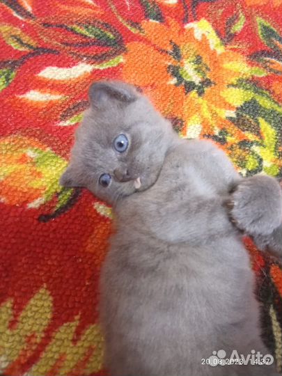 Отдам котенка в добрые руки