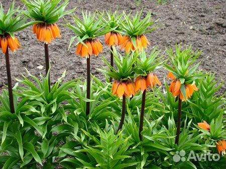 Рябчик императорский