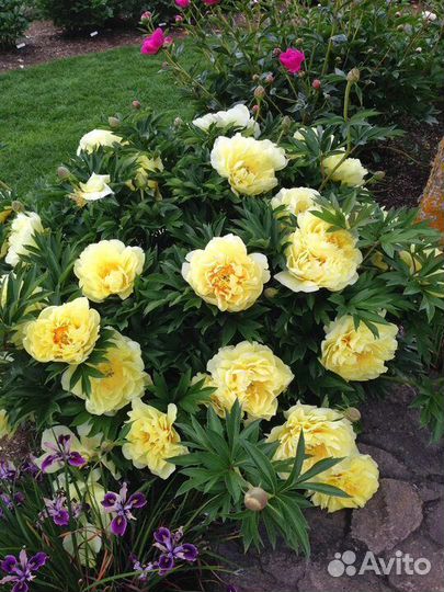 Пион сортовой жёлтый корни