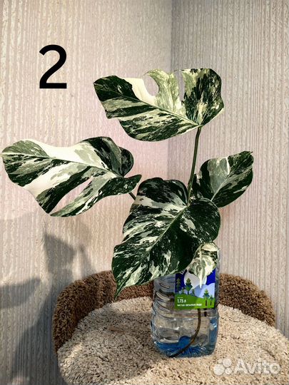 Монстера вариегатная