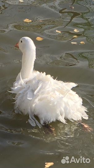 Ленточные (кучерявые) гуси