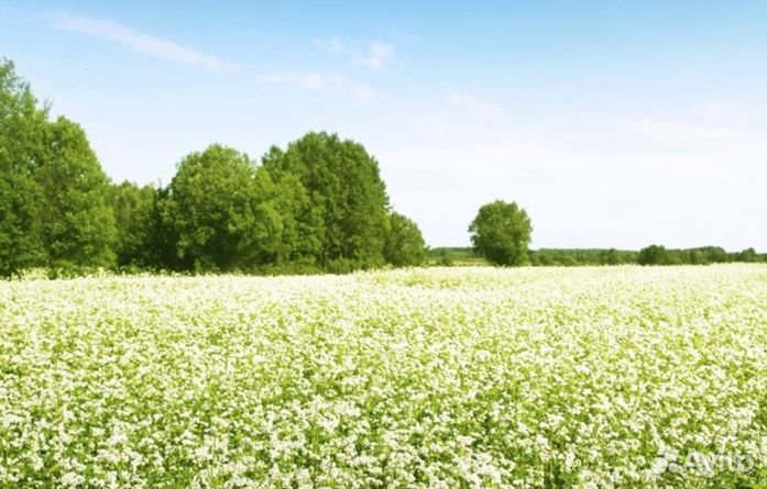 Мед Алтайский оптом