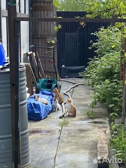 Котята в добрые руки