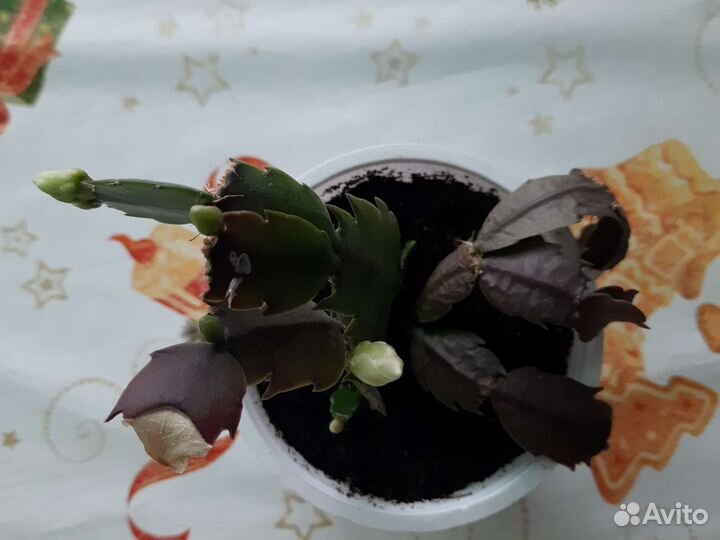 Декабрист шлюмбергера