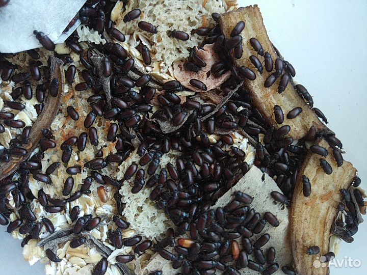 Жук знахарь, 