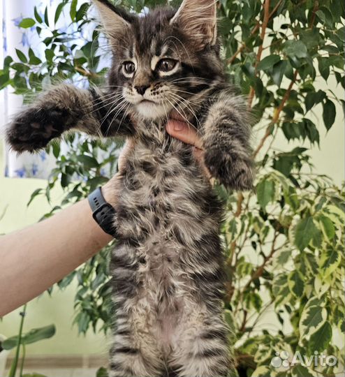 Мейн-кун из питомника