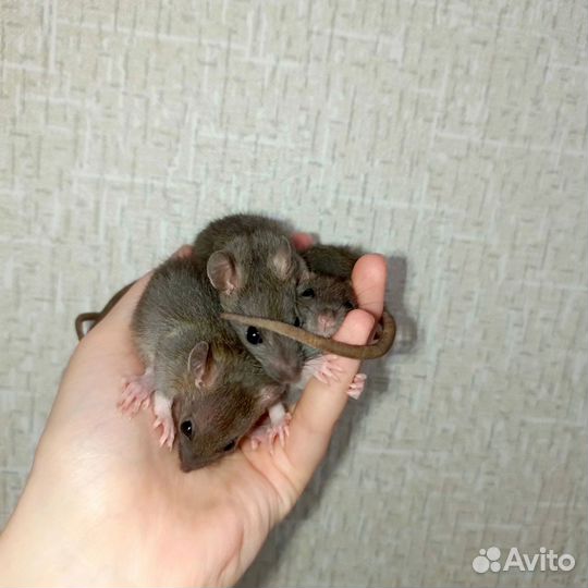 Крысы дамбо