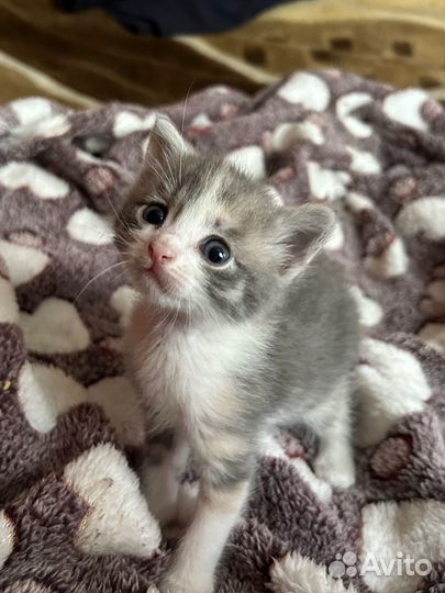 Отдам котенка в добрые руки
