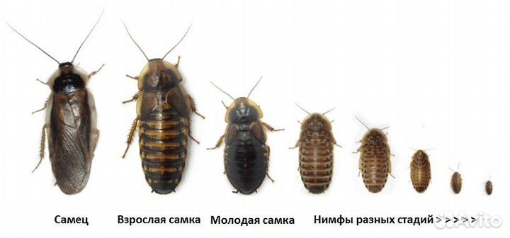 Аргентинский таракан Блаптика