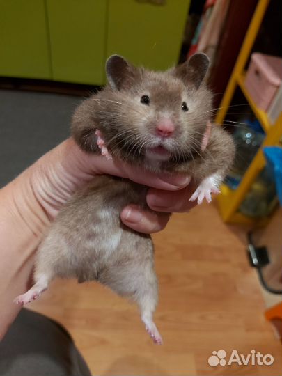 Сирийский хомяк