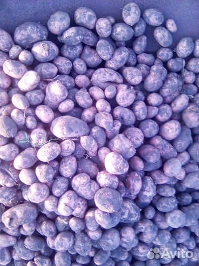 Картофель мелкий