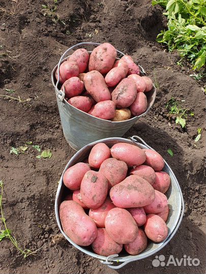 Продам картофель