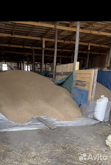 Зерно ячмень, пшеница