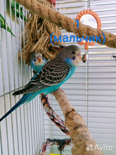 Птенцы волнистый попугай