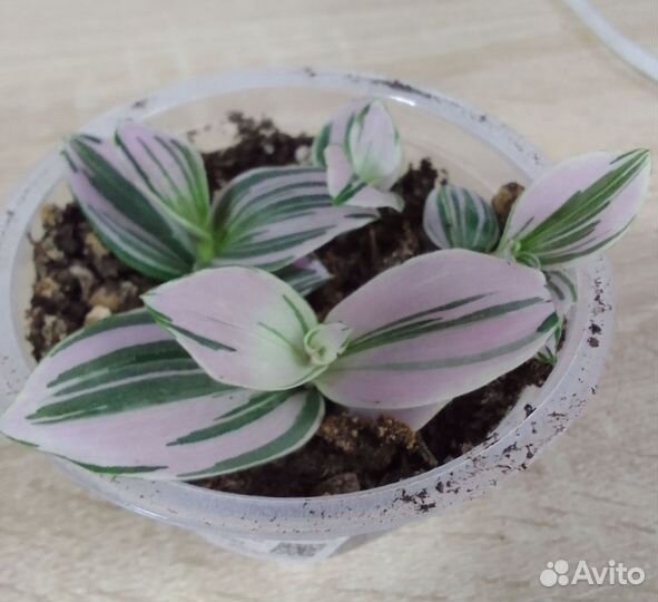 Традесканция нанук