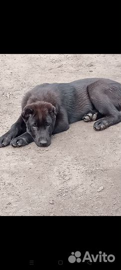 Щенки сао алабай