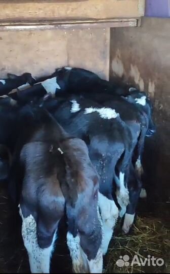 Телята бычки