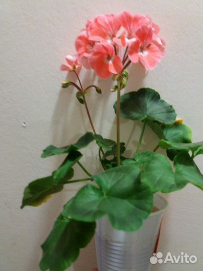 Пеларгония (герань)