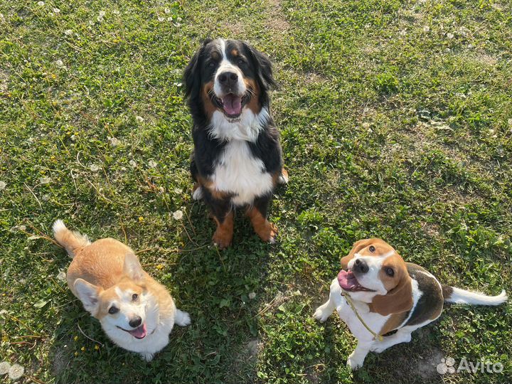 Передержка собак И кошек В частном доме
