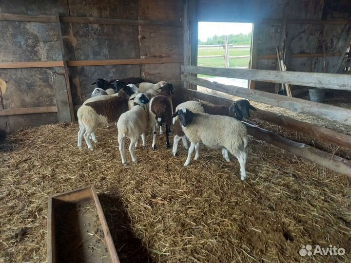 Бараны дорпер