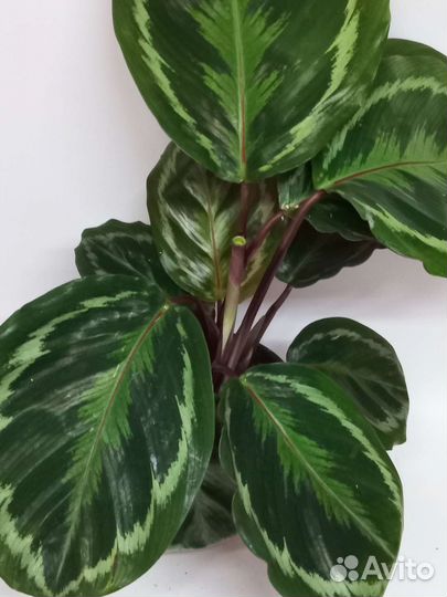 Калатея медальон