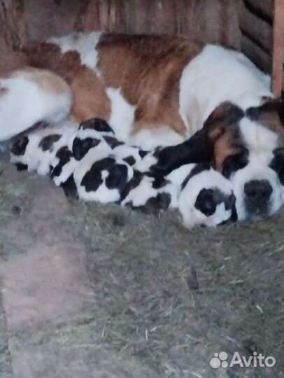 Щенки сенбернара