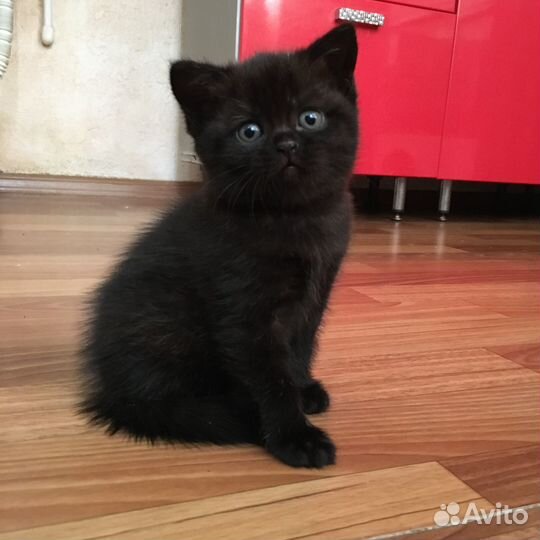 Продам котят