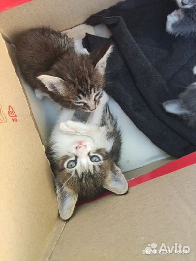 Котята в добрые руки