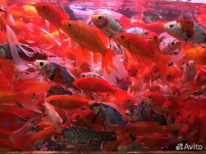 Рыбы для пруда, декоративные караси карпы