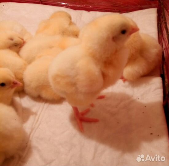 Цыплята бройлеров Кобб 500, росс 308