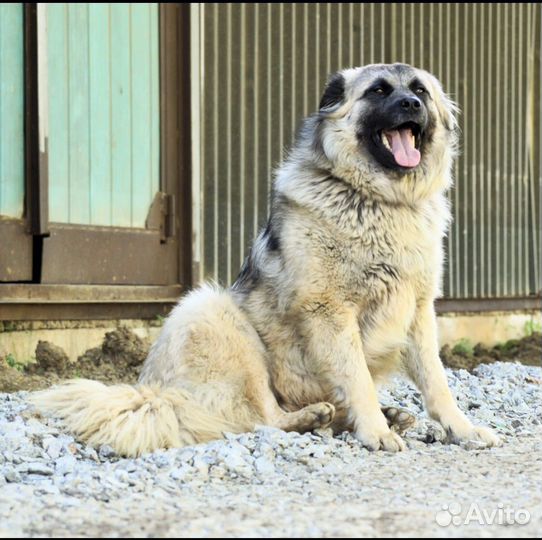 Ника, стерил, 3 г