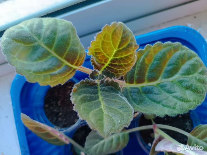 Глоксинии махровая сиреневая