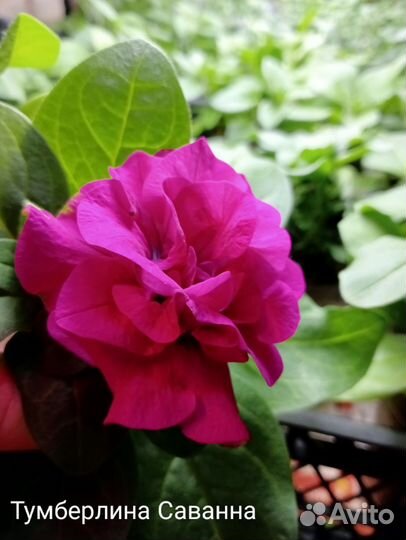 Петунья вегетативная