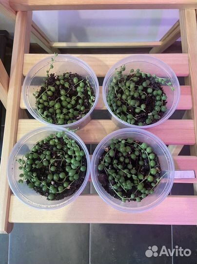 Суккулент Крестовник Роули