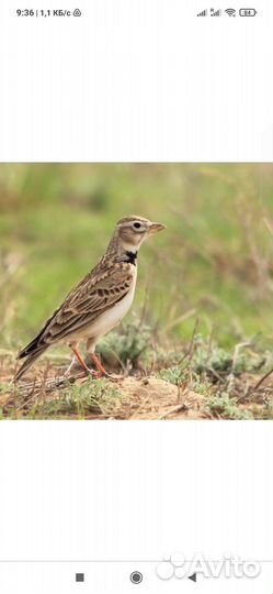 Певчие птицы