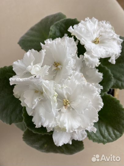 Толстянка, фиалка