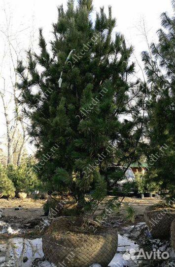 Дерево кедра