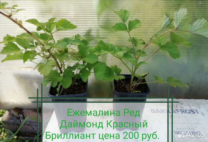 Саженцы ежемалины Ред Даймонд