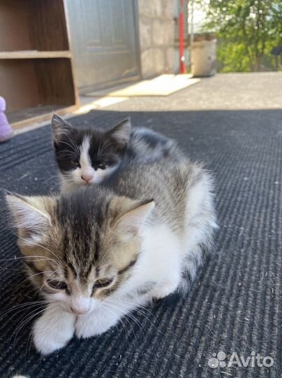 Котята в добрые руки даром