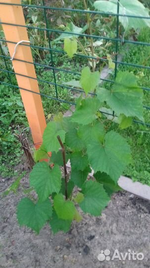 Саженец Винограда сорт Изабелла