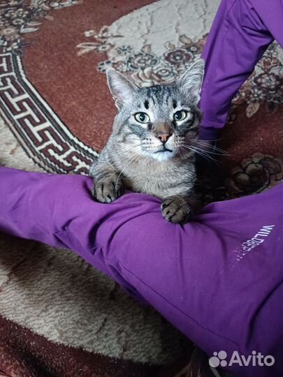 Передержка для кошек