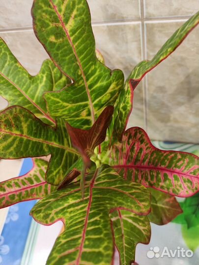 Кодиеум кротон