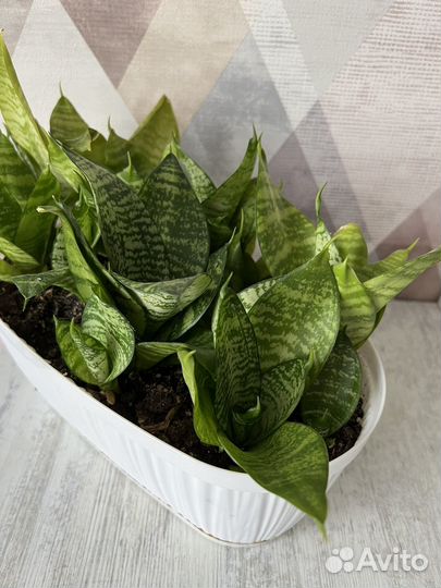 Сансевиерия